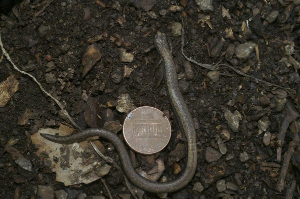 Qu'est-ce qu'un prêt hypothécaire à taux fixe versus variable ?